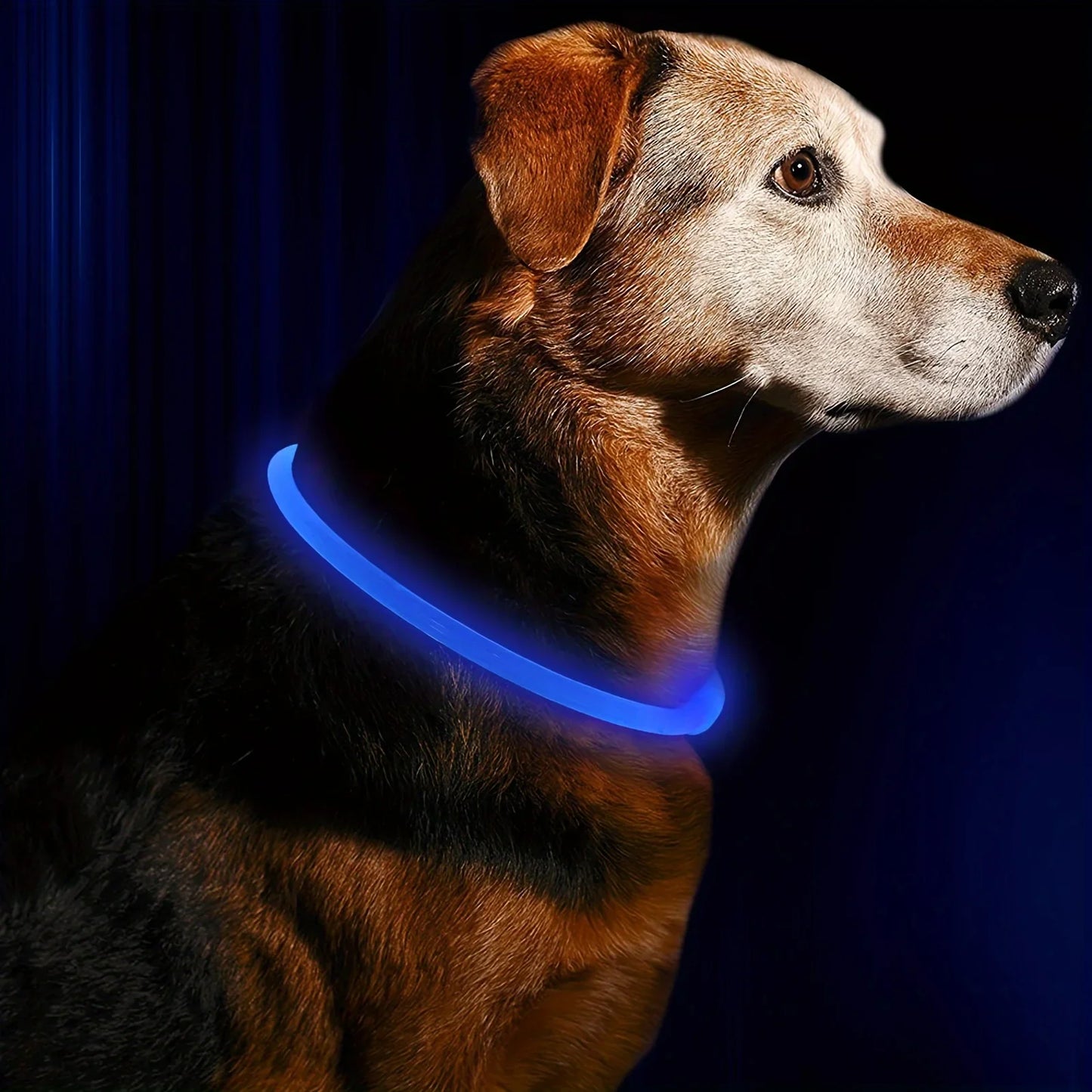 LED Light-Up Dog Collar | USB Rechargeable Anti-Lost Collar | All Sizes