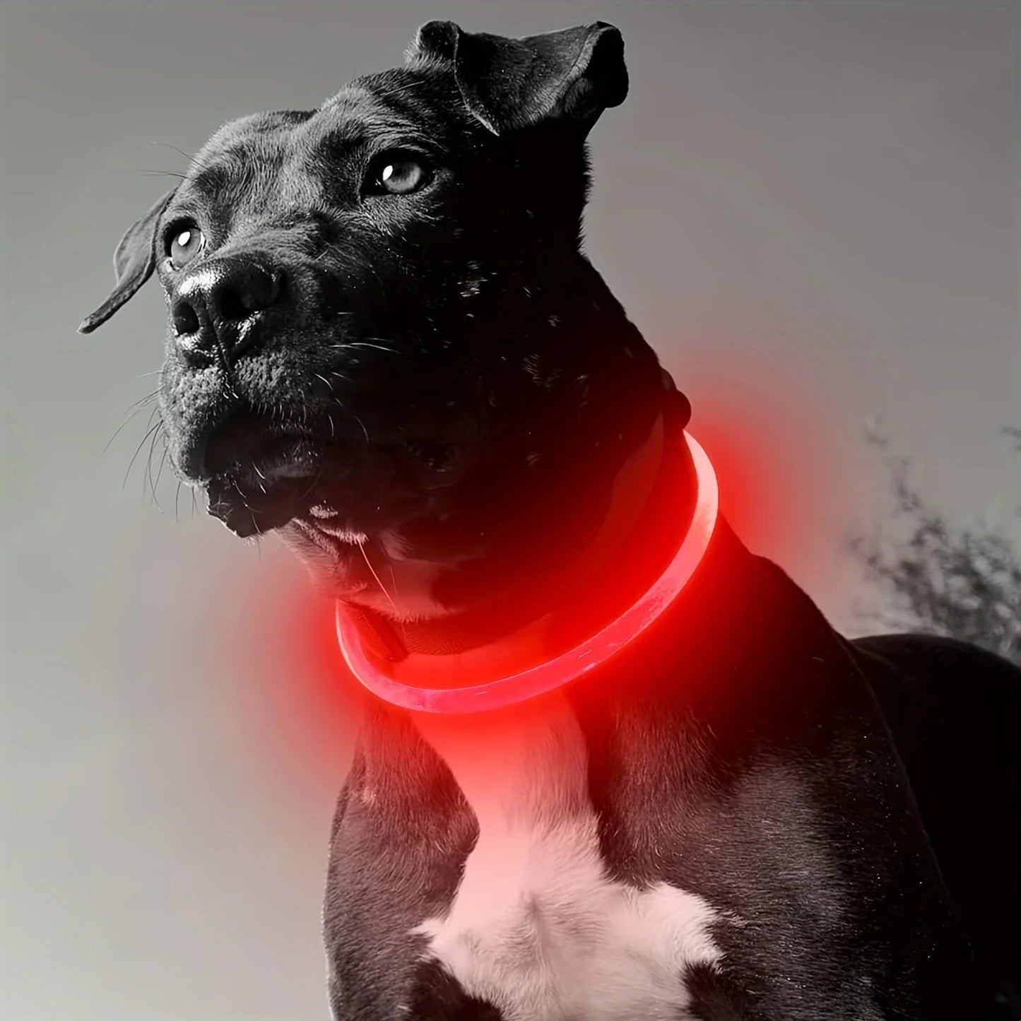LED Light-Up Dog Collar | USB Rechargeable Anti-Lost Collar | All Sizes